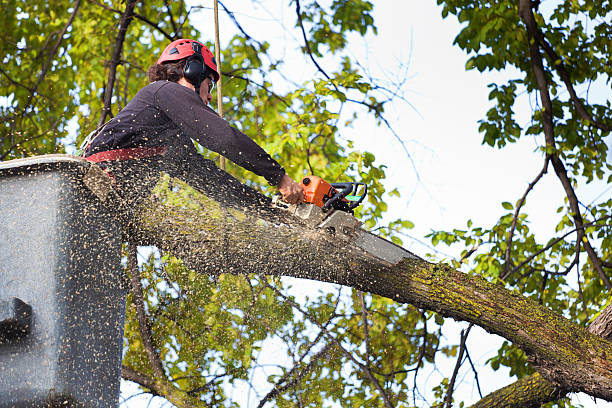 Best Tree Risk Assessment  in East Palatka, FL